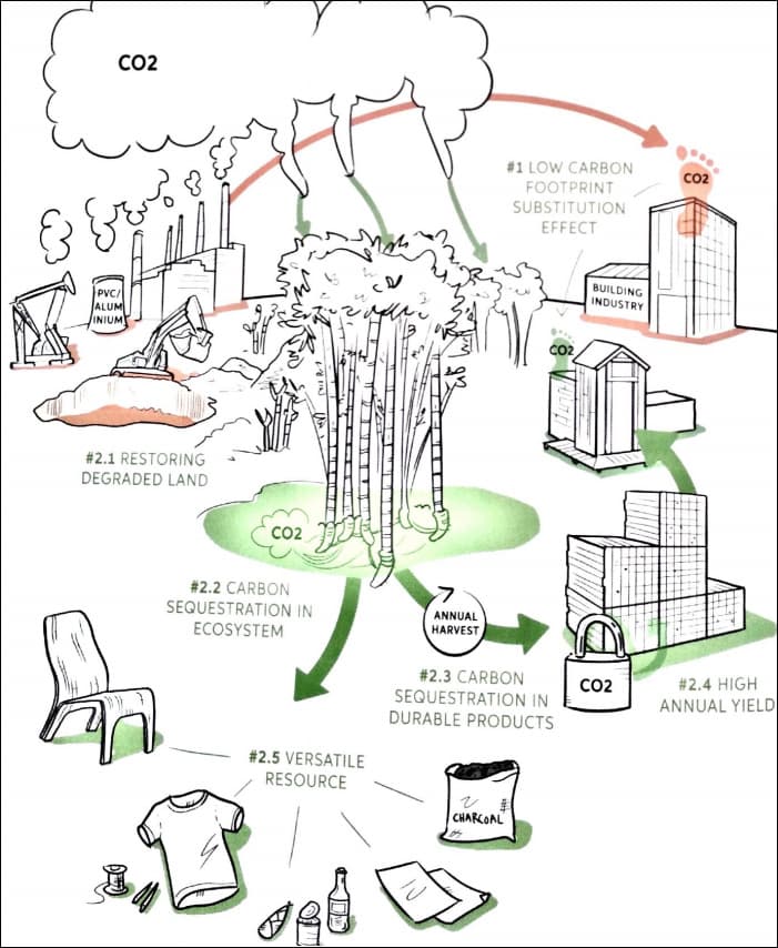 The triple compensation effect of bamboo (P. van der Lugt, Booming Bamboo, 2018)