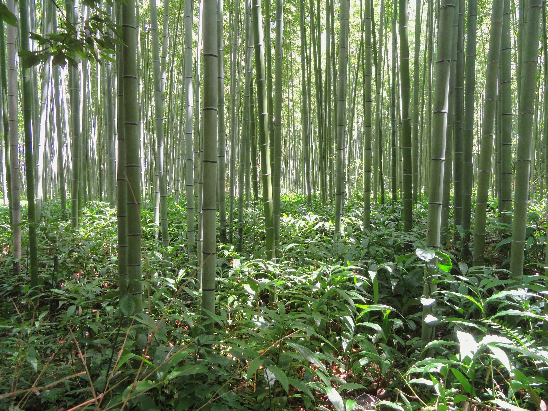 Investing in bamboo
