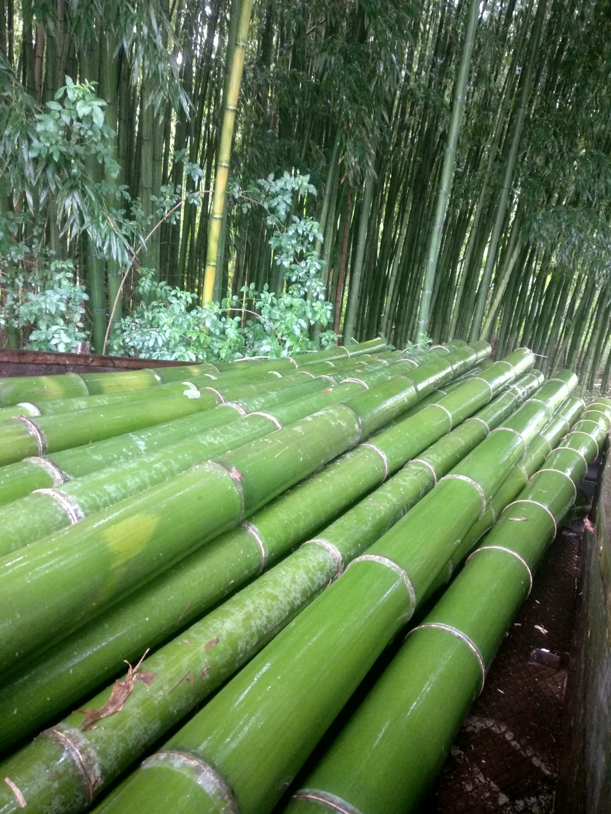 Investing in bamboo
